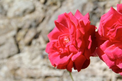 Scottish Rose